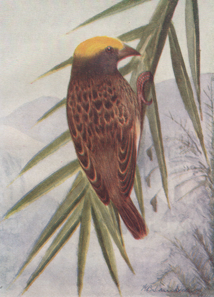 INDIAN BIRDS. The Striated Weaver-Bird 1943 old vintage print picture
